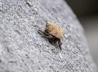 sand crabs in natural conditions close up near water in Thailand