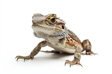 Obraz premium Close-up of a Bearded Dragon