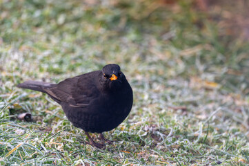 Obraz premium A common blackbird (Turdus merula) forages on a frozen lawn, searching for seeds to eat. It looks directly into the camera, capturing a moment of curiosity and winter survival