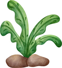 watercolor seaweed © Je