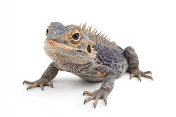 Obraz premium Close-up of a Bearded Dragon