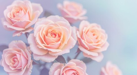 Soft pink roses in bloom with gentle pastel background
