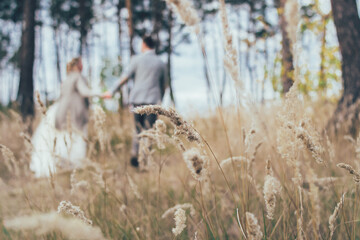 a one spikelet growing in the needles forest
