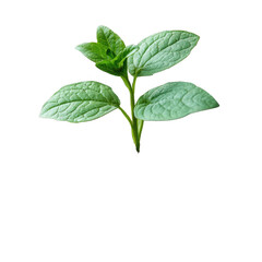 Obraz premium A small plant is growing in the dirt isolated on transparent background, PNG