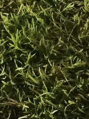 green leaves and grass  background, green fresh bush