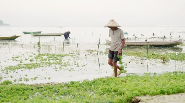 Seaweed farming in Indonesia, farmer tying ropes with eucheuma cottonii seedlings on farm