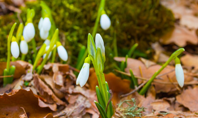 closeup heap of wild white snowdrop flowers in grass on hill slope