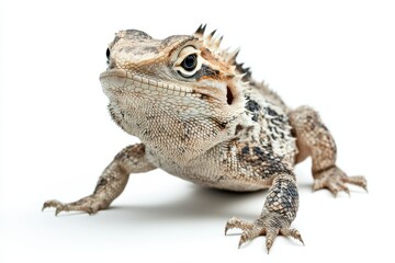 Obraz premium Close-up of a lizard, isolated on white.