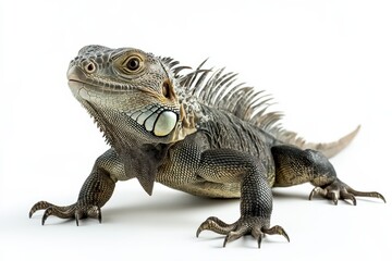 Obraz premium Green iguana posing against white background