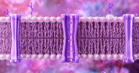 Cell membrane structure and function. The lipid bilayer with embedded proteins and glycoproteins. Plasma membrane molecular transport, cellular signaling, cell integrity. Cell biology, biochemistry 3D