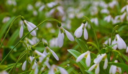 closeup heap of wild white snowdrop flowers in grass on hill slope