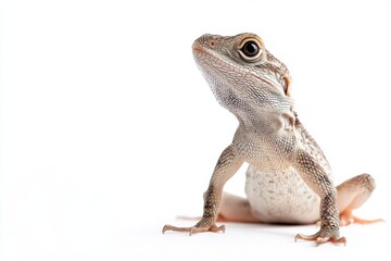 Fototapeta premium Curious reptile on white background