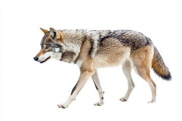 Fototapeta premium Gray wolf walking on white background