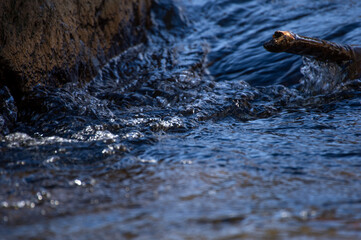 渓流の清らかな流れ