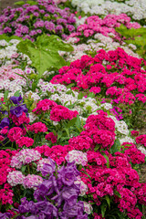 dianthus flowers in the garden