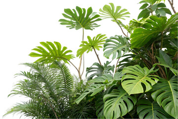 Swiss cheese plant
