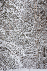 Wintery snow-covered forest