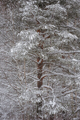 Wintery snow-covered forest