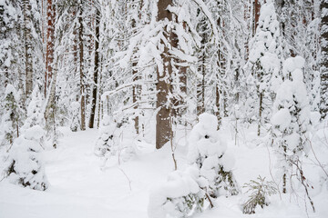 Wintery snow-covered forest