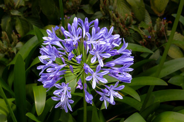 Agapanthus africanus blue, Madeira, Portugal © yassmin