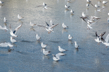 Flock of Seagulls on-the-go across the water. Sunny Winter Day