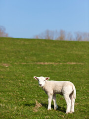 Cute lamb on a dike in Northern Germany