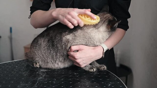 Grooming struggles result in pet frustration, forceful brushing creates discomfort, stressful grooming affects trust, improper handling increases fear, making gradual approach necessary