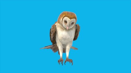 Blue Screen Barn Owl Bronze Loop Birds 3D Animations Rendering CGI 4K