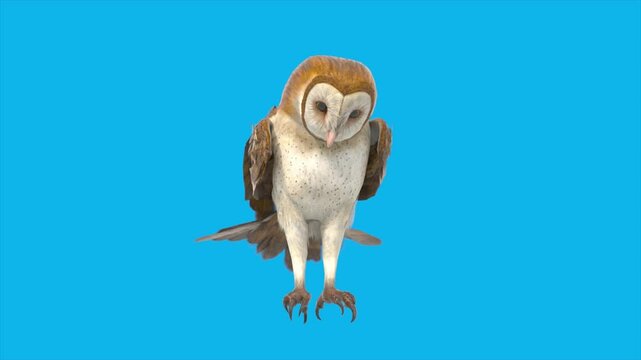 Blue Screen Barn Owl Bronze Loop Birds 3D Animations Rendering CGI 4K