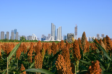 city skyline with sorghum fields