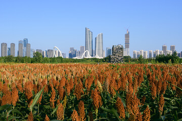 city skyline with sorghum fields
