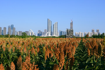 city skyline with sorghum fields