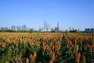city skyline with sorghum fields