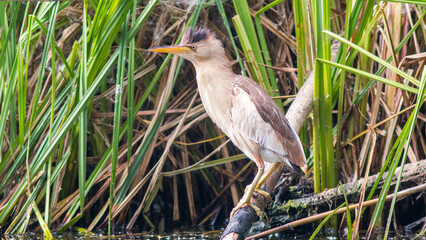 great blue heron