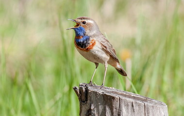 robin on a branch
