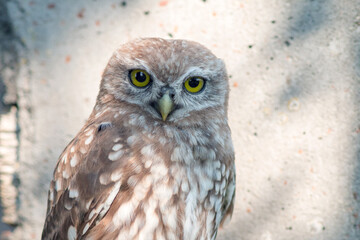 great horned owl