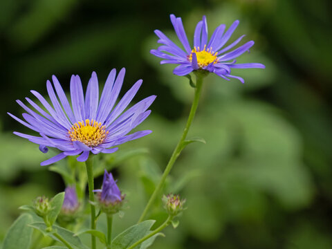 Nahaufnahme des violett blauen Bl&uuml;tenstandes der Frikarts Aster M&ouml;nch, Aster x frikartii 'M&ouml;nch'