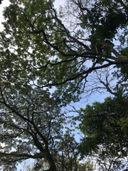 Fototapeta premium Lush green branches of tall trees forming a beautiful canopy under a bright blue sky