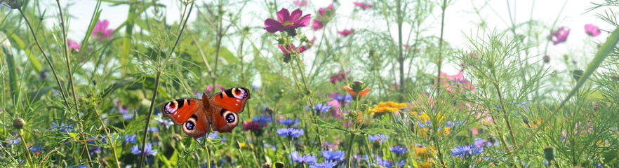Schmetterling 1208 © K.-U. Häßler