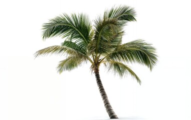 Close-up of a coconut palm tree with vibrant green leaves on a white background representing nature's tropical beauty and vitality