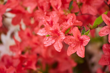 Red Azalea Blossoms