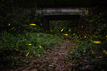 Fireflies in the forest