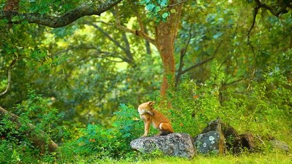 Wild dogs, or dholes, are social, pack-living predators found in Indian forests. Agile and vocal, they hunt cooperatively, playing a crucial role in ecosystem balance.