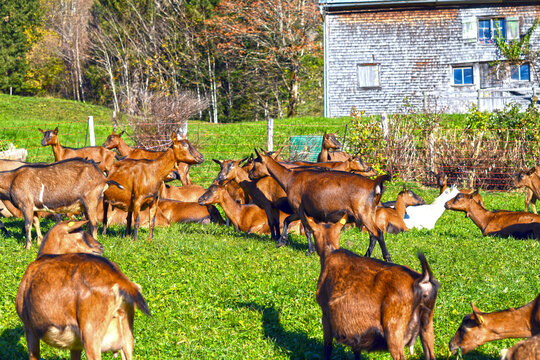 Hausziege (Capra aegagrus hircus)