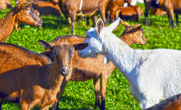Saanenziege und Hausziege (Capra aegagrus hircus)	