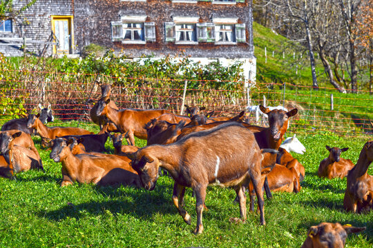 Hausziege (Capra aegagrus hircus)
