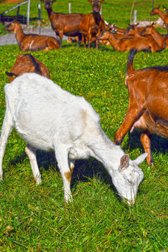 Saanenziege und Hausziege (Capra aegagrus hircus)	
