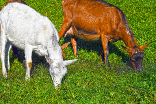 Saanenziege und Hausziege (Capra aegagrus hircus)	
