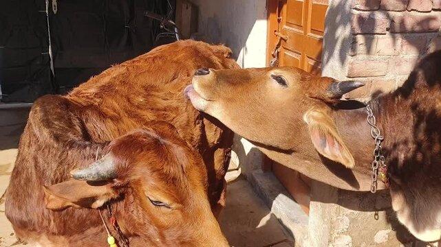 Sahiwal cattle cleaning other cow body with tongue, brown cow indian zebu cow and calf.