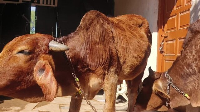 Sahiwal cattle cleaning other cow body with tongue, brown cow indian zebu cow and calf.